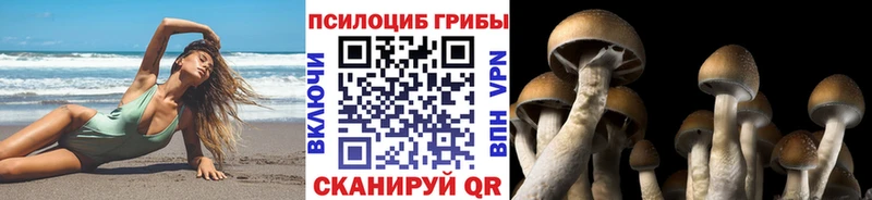 хочу наркоту  Называевск  Галлюциногенные грибы Cubensis 